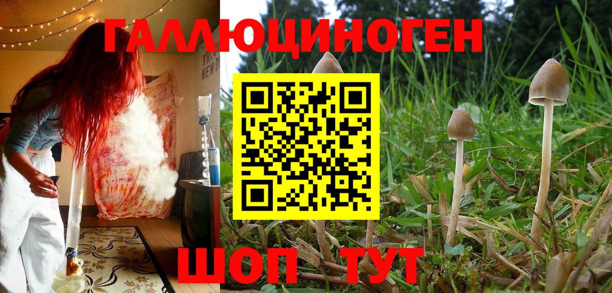 Богородск  Псилоцибиновые грибы MAGIC MUSHROOMS  Вход с VPN 